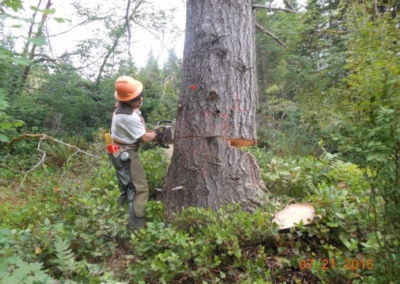 GEW’s logging safety professional inspecting cutters