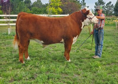 We are a proud sponsor of the Union County 4H/FFA livestock Auction.   Titus Topliff, 2021 Market Steer, La Grande, OR